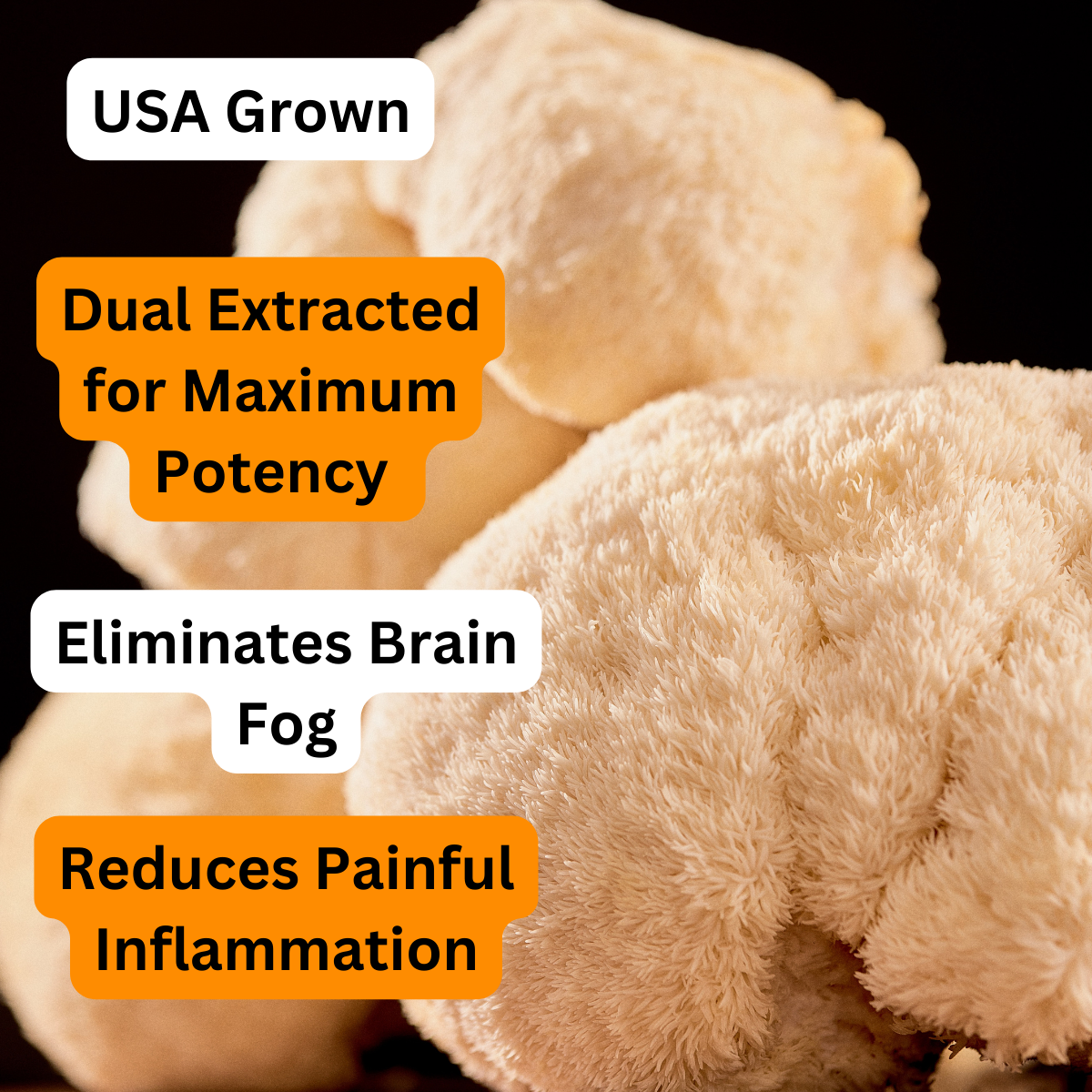 Lion's Mane Mushroom Dual Extract